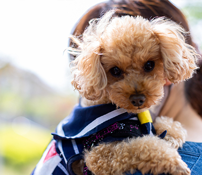 犬 が 服 を ストア 噛ん で くる