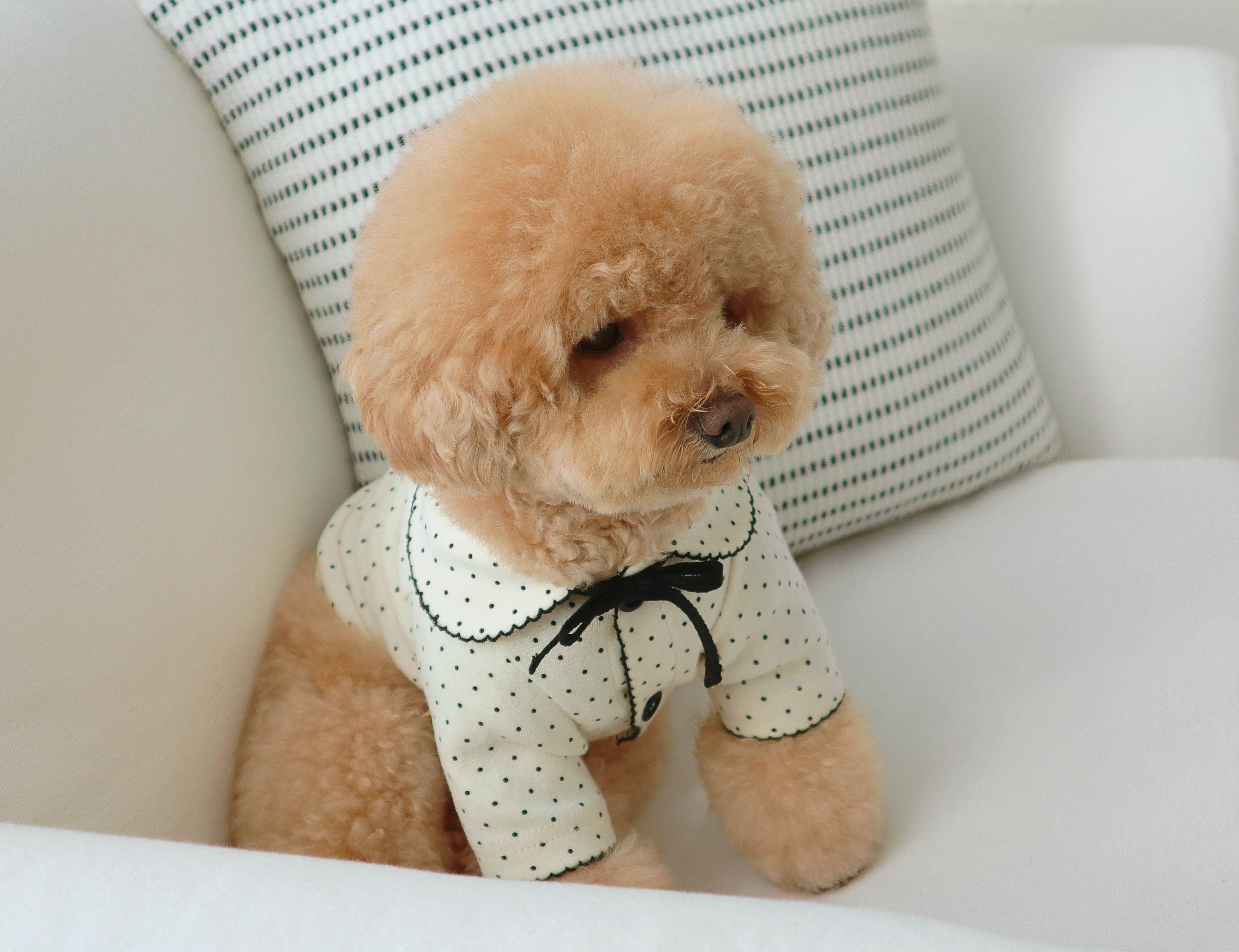 DURANGRURANG Dot Ribbon Cardigan_Oreo Cream(L)