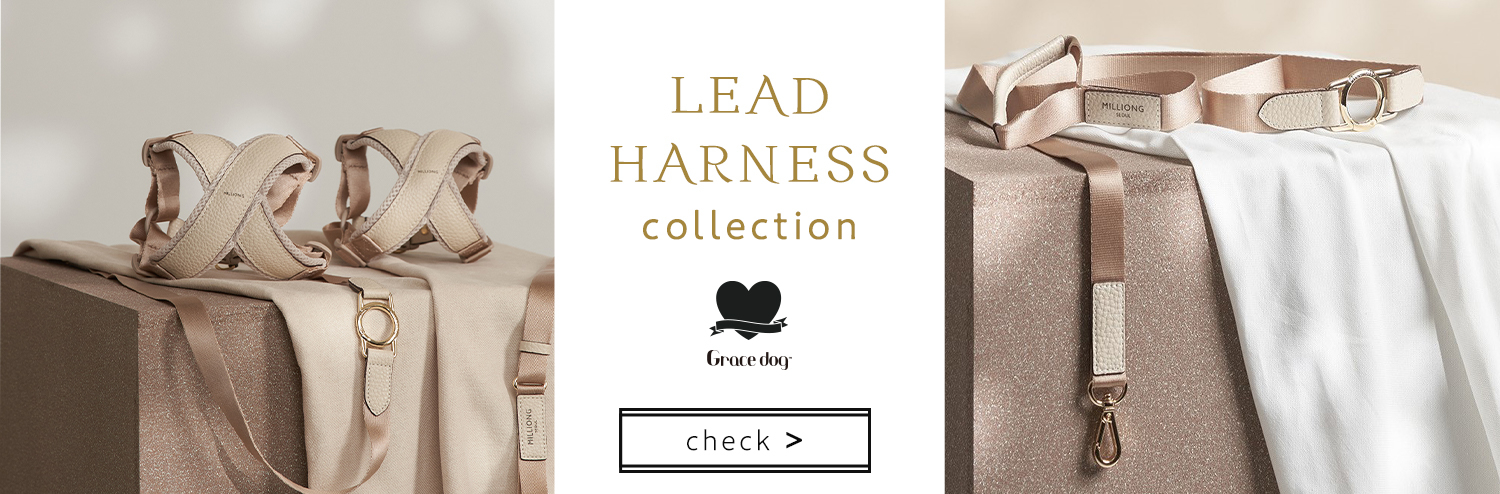 lead and harness