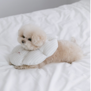 SSFW Cloud Neck Collar(BLUE_M)